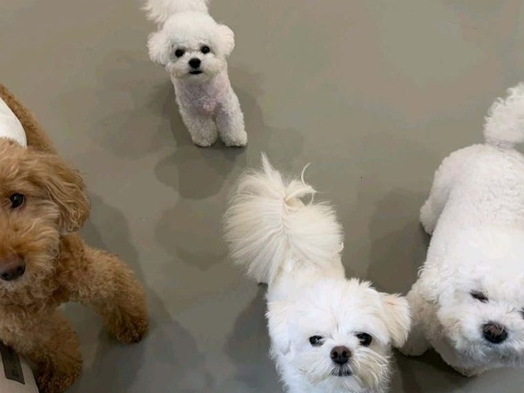 멍투게더 유치원 놀이방에서 함께 지내는 소형견들