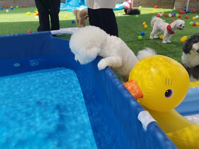 멍투게더 야외 물놀이장에서 노는 소형견