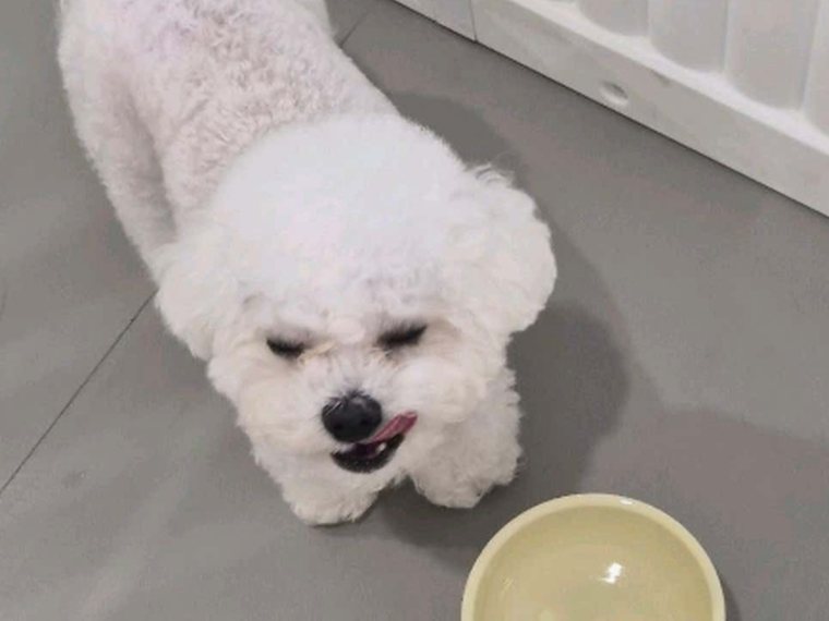 멍투게더에서 물그릇 앞에 서 있는 비숑 프리제